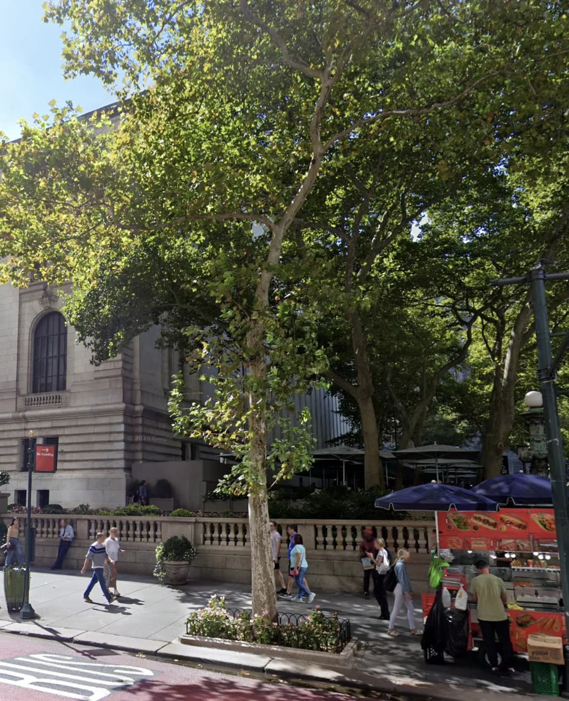 Lucy’s London Planetree in its planted sidewalk bed beside Bryant Park and a food cart